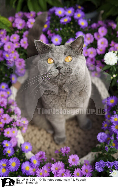 British Shorthair / JP-01556