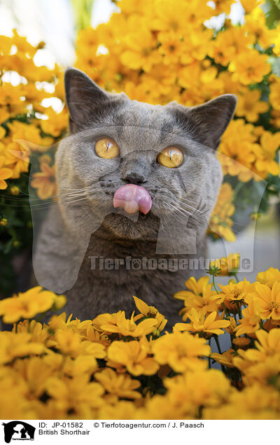 Britisch Kurzhaar / British Shorthair / JP-01582