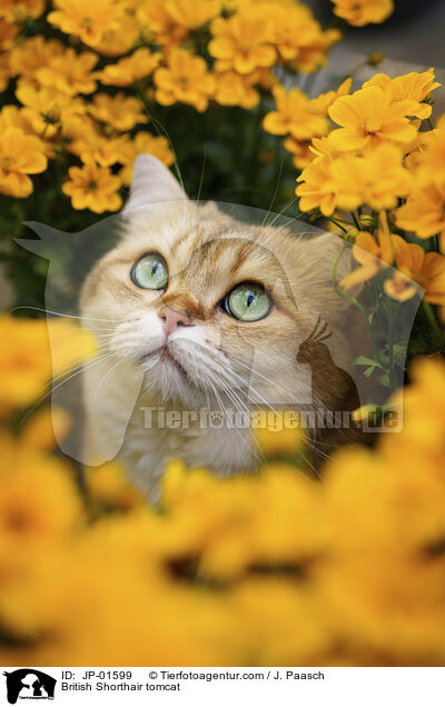 Britisch Kurzhaar Kater / British Shorthair tomcat / JP-01599