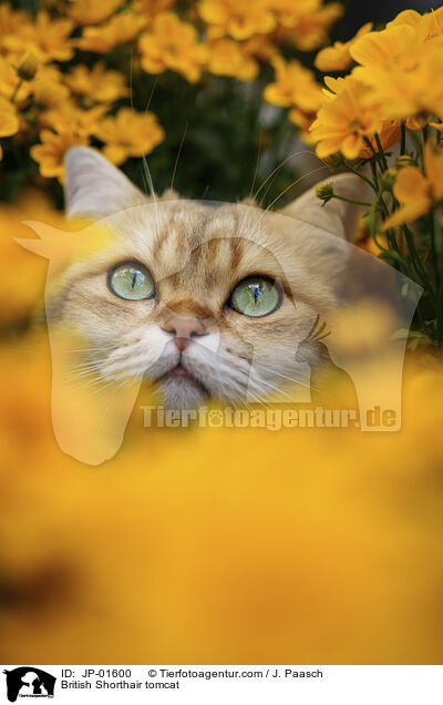British Shorthair tomcat / JP-01600