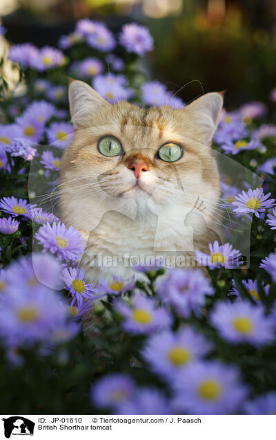 Britisch Kurzhaar Kater / British Shorthair tomcat / JP-01610