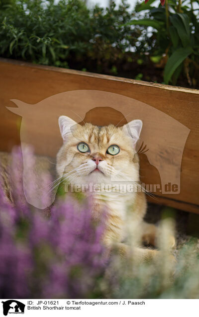 Britisch Kurzhaar Kater / British Shorthair tomcat / JP-01621