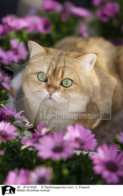 Britisch Kurzhaar Kater / British Shorthair tomcat / JP-01636