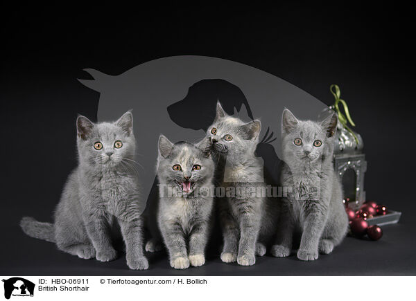 Britisch Kurzhaar / British Shorthair / HBO-06911