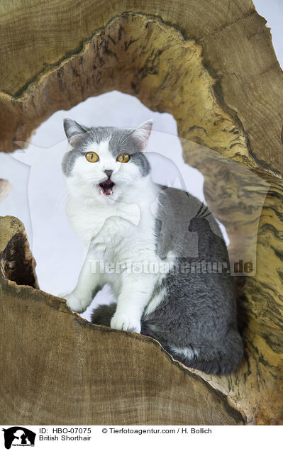 Britisch Kurzhaar / British Shorthair / HBO-07075