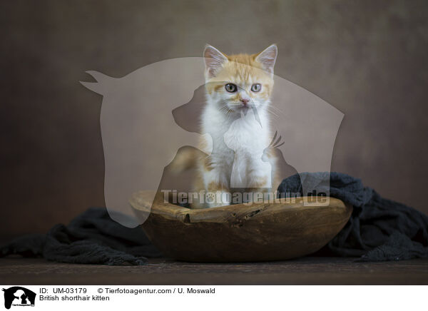 Britisch Kurzhaar Ktzchen / British shorthair kitten / UM-03179