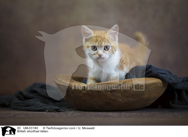 Britisch Kurzhaar Ktzchen / British shorthair kitten / UM-03180