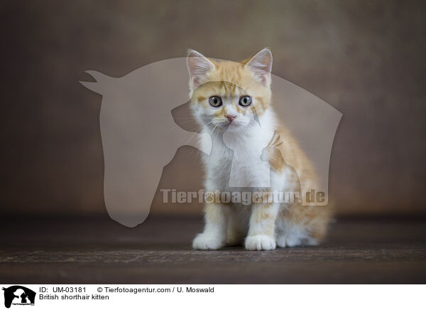 Britisch Kurzhaar Ktzchen / British shorthair kitten / UM-03181