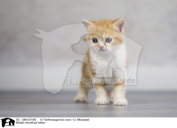 Britisch Kurzhaar Ktzchen / British shorthair kitten / UM-03198