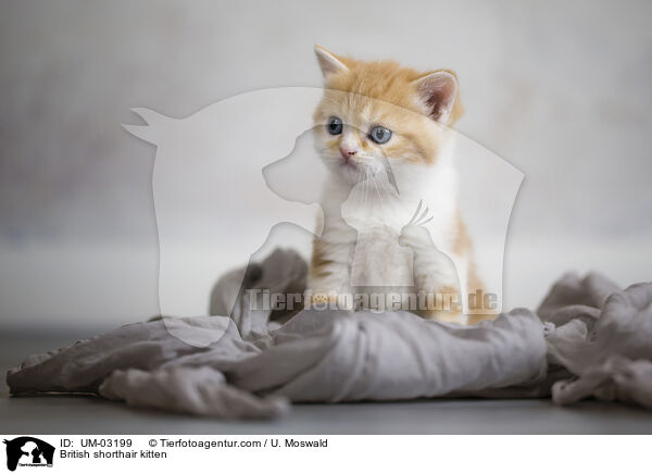 Britisch Kurzhaar Ktzchen / British shorthair kitten / UM-03199