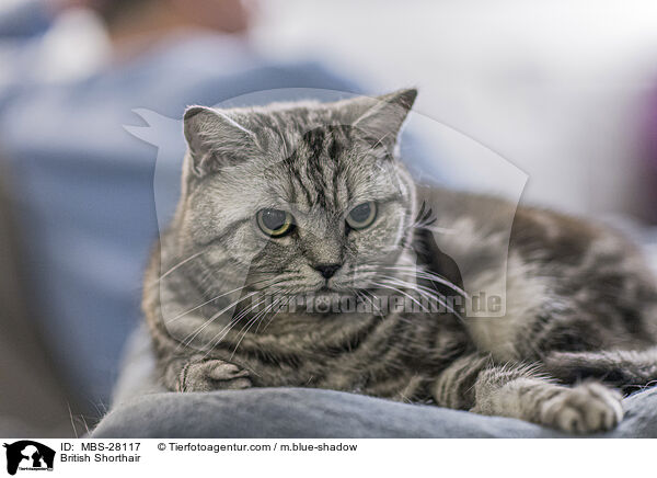 Britisch Kurzhaar / British Shorthair / MBS-28117