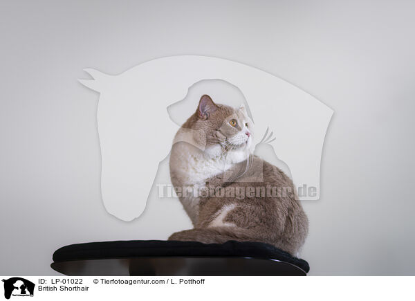 British Shorthair / LP-01022
