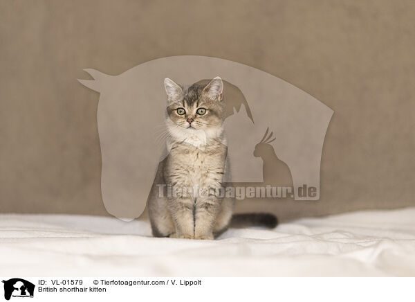 Britisch Kurzhaar Ktzchen / British shorthair kitten / VL-01579