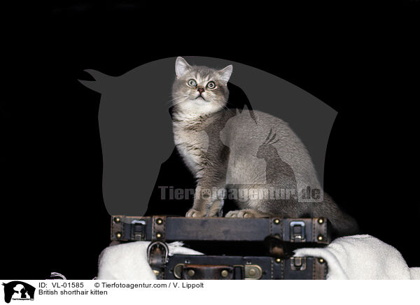 Britisch Kurzhaar Ktzchen / British shorthair kitten / VL-01585