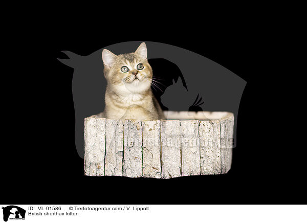 Britisch Kurzhaar Ktzchen / British shorthair kitten / VL-01586