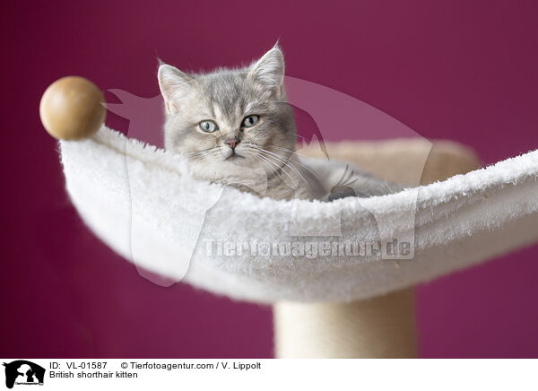 Britisch Kurzhaar Ktzchen / British shorthair kitten / VL-01587