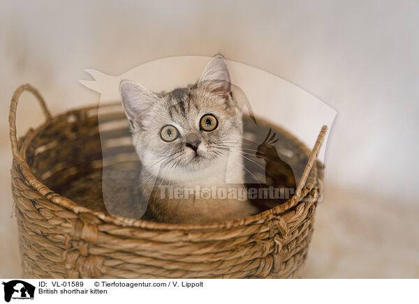 Britisch Kurzhaar Ktzchen / British shorthair kitten / VL-01589