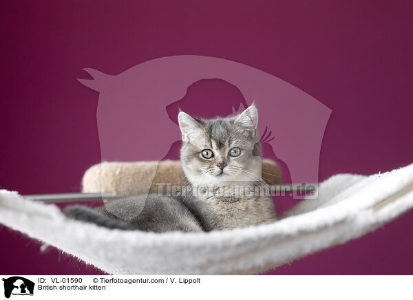 Britisch Kurzhaar Ktzchen / British shorthair kitten / VL-01590