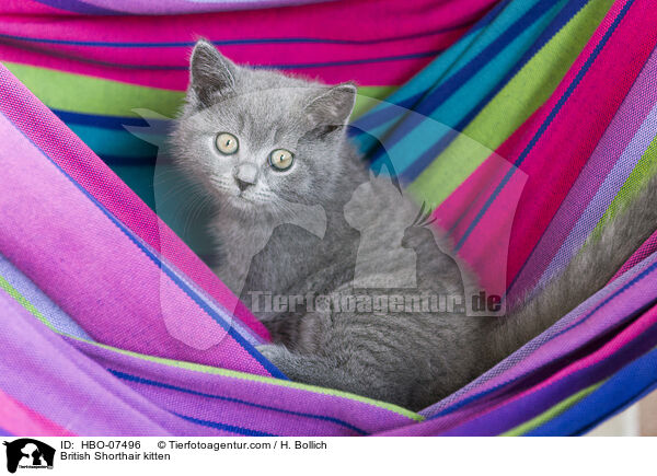 Britisch Kurzhaar Ktzchen / British Shorthair kitten / HBO-07496
