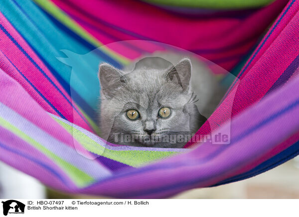 Britisch Kurzhaar Ktzchen / British Shorthair kitten / HBO-07497