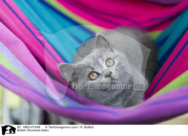 Britisch Kurzhaar Ktzchen / British Shorthair kitten / HBO-07498