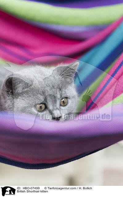 Britisch Kurzhaar Ktzchen / British Shorthair kitten / HBO-07499