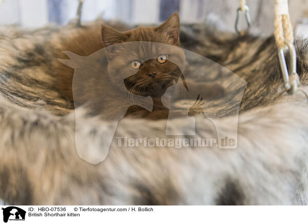 Britisch Kurzhaar Ktzchen / British Shorthair kitten / HBO-07536