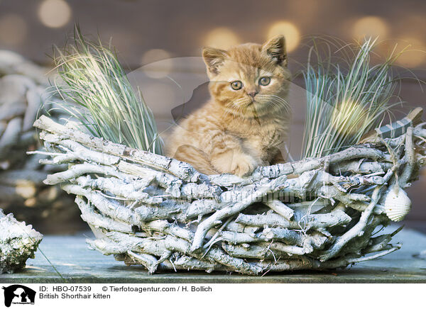 Britisch Kurzhaar Ktzchen / British Shorthair kitten / HBO-07539