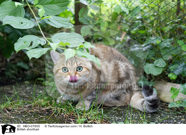 Britisch Kurzhaar / British shorthair / HBO-07600