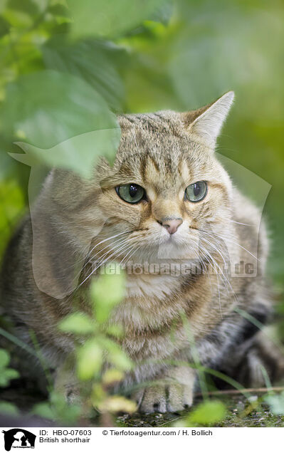 Britisch Kurzhaar / British shorthair / HBO-07603