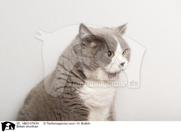 Britisch Kurzhaar / British shorthair / HBO-07634