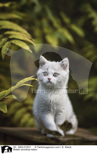 Britisch Kurzhaar K�tzchen / British shorthair kitten / SEK-01631