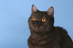 british shorthair portrait