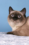 lying british shorthair