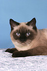 lying british shorthair