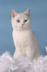 sitting british shorthair