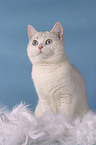 sitting british shorthair