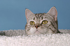 british shorthair portrait