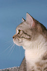 british shorthair portrait