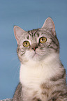 british shorthair portrait