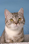 british shorthair portrait