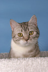 british shorthair portrait