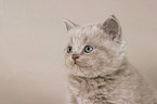 british shorthair kitty