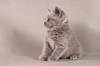 british shorthair kitty