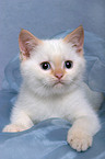 British Shorthair Kitten