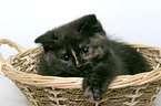 kitten in a basket