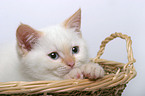 kitten in a basket