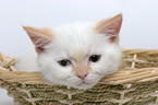 kitten in a basket