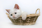 kitten in a basket