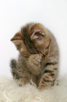 British Shorthair Kitten